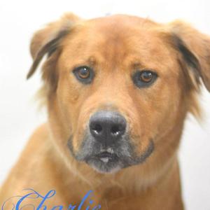 Charlie, Golden Retriever / Chow Chow, adult, available for adoption