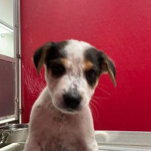 Bluey, Cattle Dog / Mixed Breed, young, available for adoption