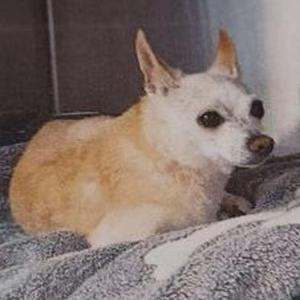 A small dog with light brown and white fur, lying on a gray blanket.
