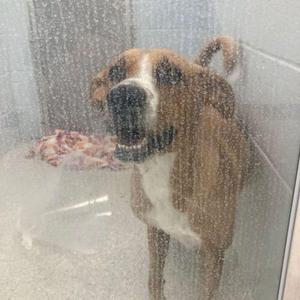 A brown and white dog with a black nose and floppy ears is standing behind a glass door, looking through the glass with its mouth open. The glass is covered in raindrops, and there is a piece of food on the ground outside.