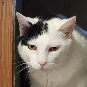 Astro, adult, available for adoption