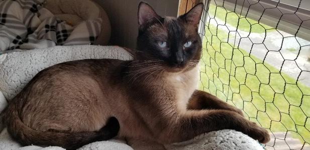 Simon, adult, available for adoption