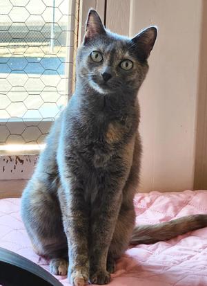 Dusti & Harley, adult, available for adoption