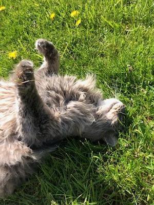 Sebastian, senior, available for adoption