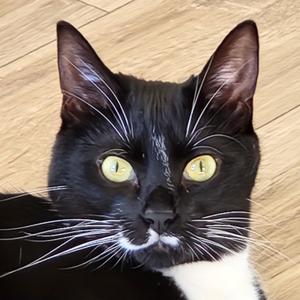 Max, adult, available for adoption