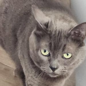 A close-up of a gray cat with bright green eyes looking directly at the camera.