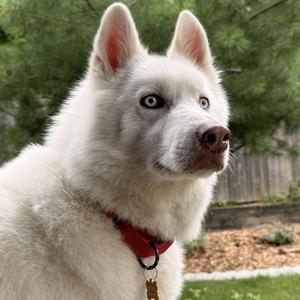 Snow, Siberian Husky, adult, available for adoption