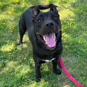 Oscar, Pit Bull Terrier / Terrier, young, available for adoption
