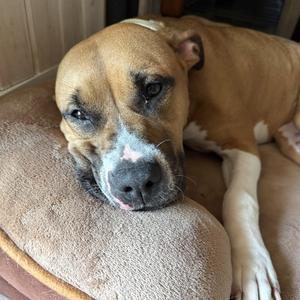 Honey, Pit Bull Terrier / Terrier, adult, available for adoption