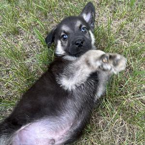 Gully, German Shepherd Dog / Terrier, puppy, available for adoption