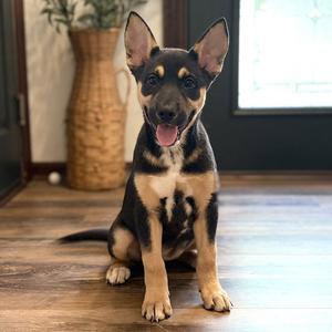Glow  - No Longer Accepting Applications, German Shepherd Dog / Terrier, puppy, available for adoption