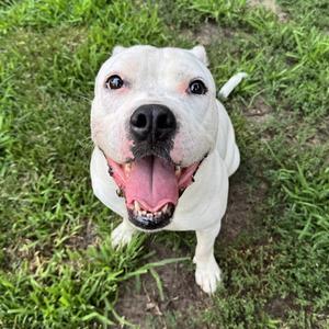 Yumi, American Bulldog / Terrier, adult, available for adoption