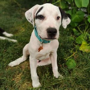 Moo, American Staffordshire Terrier / Great Pyrenees, puppy, available for adoption