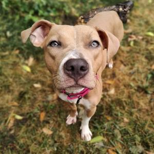 CiCi, Pit Bull Terrier / Terrier, young, available for adoption