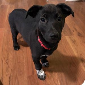 Bijou, German Shepherd Dog / Labrador Retriever, puppy, available for adoption