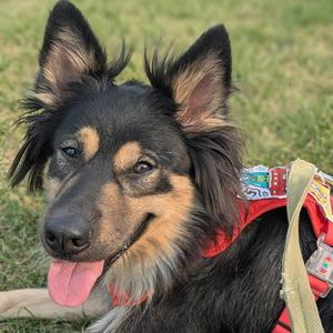 Stormi, German Shepherd Dog / Terrier, adult, available for adoption