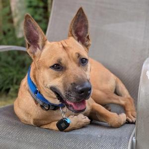 Moshe, Shepherd / Pit Bull Terrier, adult, available for adoption