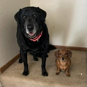 Chase / Maci, Labrador Retriever, senior, available for adoption