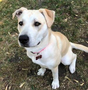 Elsie, Labrador Retriever / Terrier, adult, available for adoption