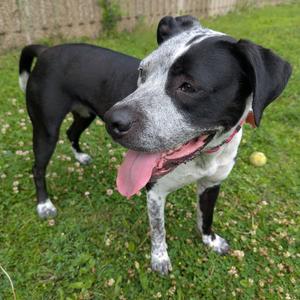 Cosma, Pit Bull Terrier / Pointer, adult, available for adoption