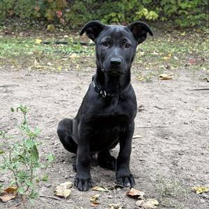 Bubba - No Longer Accepting Applications, German Shepherd Dog / Labrador Retriever, puppy, available for adoption