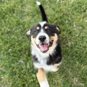 Gingersnap, German Shepherd Dog / Terrier, puppy, available for adoption
