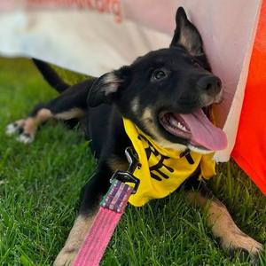 Glee, German Shepherd Dog / Terrier, puppy, available for adoption