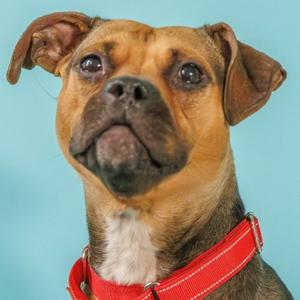 Plum, Beagle / Pit Bull Terrier, adult, available for adoption