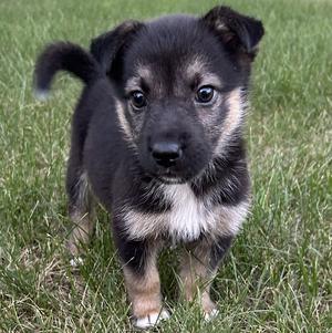 Gem, German Shepherd Dog / Terrier, puppy, available for adoption