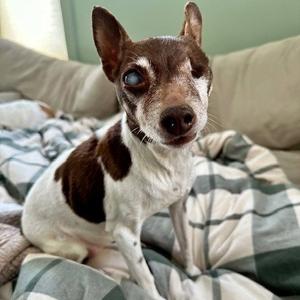 Sugar Plum, Rat Terrier / Toy Fox Terrier, senior, available for adoption