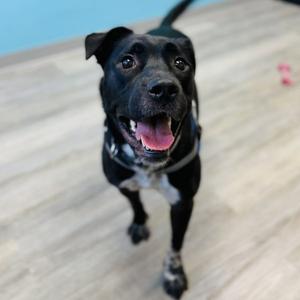 Artie aka Artist, American Staffordshire Terrier / Cattle Dog, adult, available for adoption