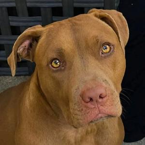 Tracey, Pit Bull Terrier, adult, available for adoption