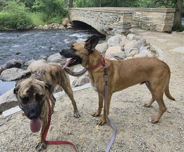Maxx / Trig (fka Tig), German Shepherd Dog / Terrier, adult, available for adoption
