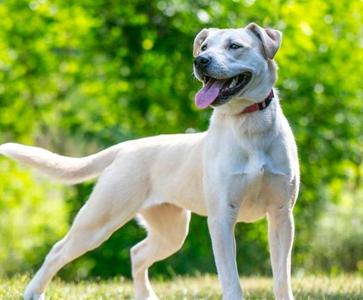 Elsie, Labrador Retriever / Terrier, adult, available for adoption