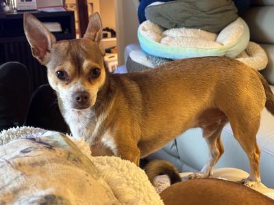 Muttley / Jeff, Chihuahua / Terrier, adult, available for adoption