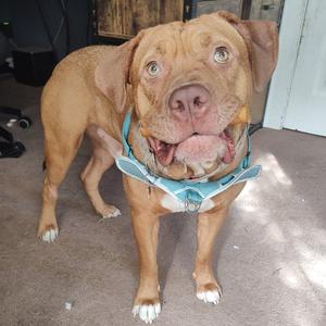 A brown dog wearing a blue harness, standing on a carpeted floor.