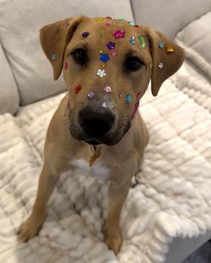 Pooh Bear, Labrador Retriever / Terrier, young, available for adoption