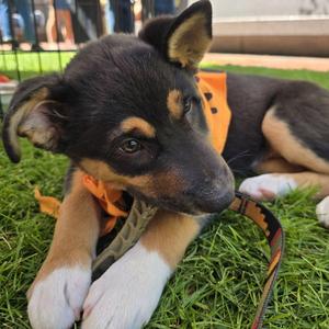 Garnet, German Shepherd Dog / Terrier, puppy, available for adoption