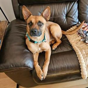 Ollie, German Shepherd Dog / Terrier, adult, available for adoption