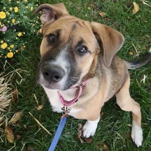 Diamond, German Shepherd Dog / Terrier, puppy, available for adoption