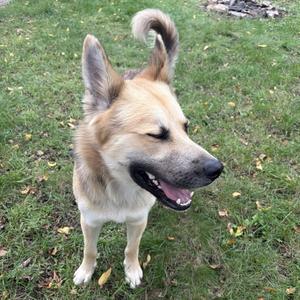 A happy dog with a fluffy tail and perked ears standing on a grassy field.