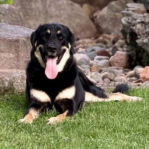 Pilot, German Shepherd Dog / Terrier, adult, available for adoption