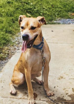 Delilah, Boxer, adult, available for adoption