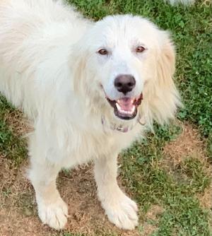 Darcy, Great Pyrenees, adult, available for adoption