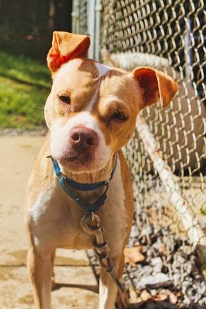 Daisy, Boxer, adult, available for adoption