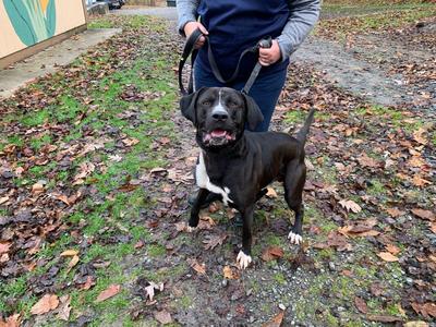 GUINNESS, Black Labrador Retriever / Mastiff, adult, available for adoption