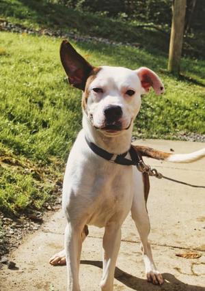 Ezekiel / Zeke, Boxer, young, available for adoption