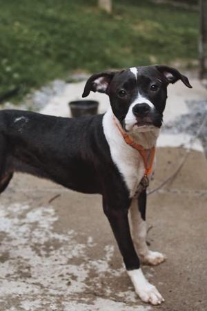 A black and white dog with an orange collar standing on a concrete surface.