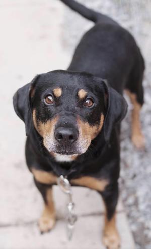 Ralph, Black and Tan Coonhound, young, available for adoption