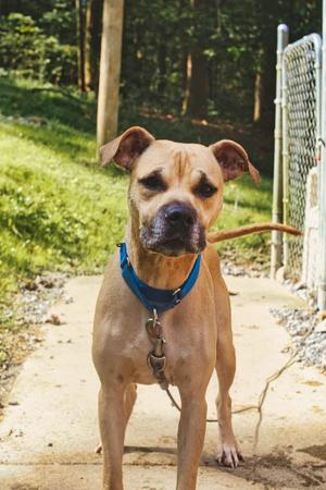 Nyla, Black Mouth Cur, adult, available for adoption